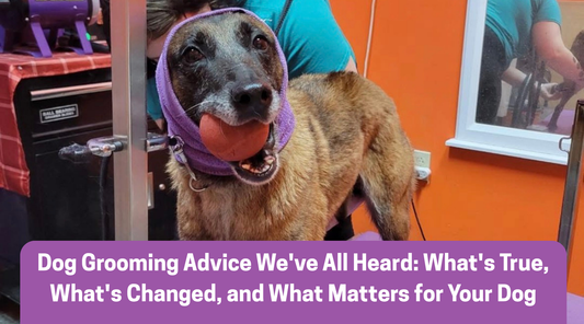 Dog Grooming Advice We've All Heard: What's True, What's Changed, and What Matters for Your Dog