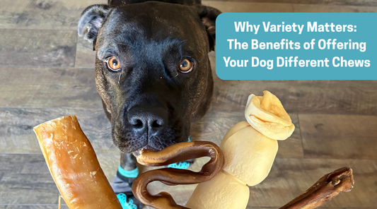 Why Variety Matters: The Benefits of Offering Your Dog Different Chews