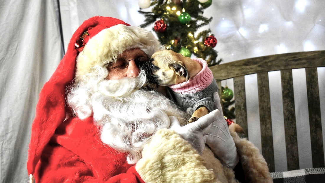 A Pug kissing Santa Claus