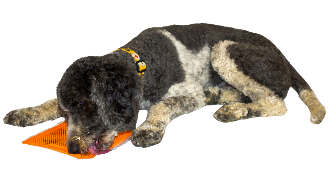 Phosphorus hot sale for dogs