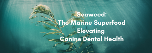 Seaweed: The Marine Superfood Elevating Canine Dental Health