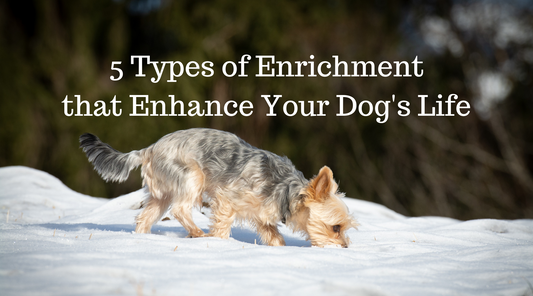 5 Types of Enrichment that Enhance Your Dog's Life