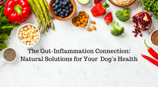 The Gut-Inflammation Connection: Natural Solutions for Your Dog’s Health