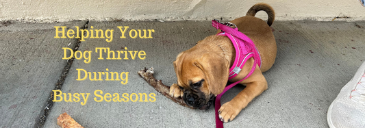 Helping Your Dog Thrive During Busy Seasons: Tips for a Calm and Healthy Pet