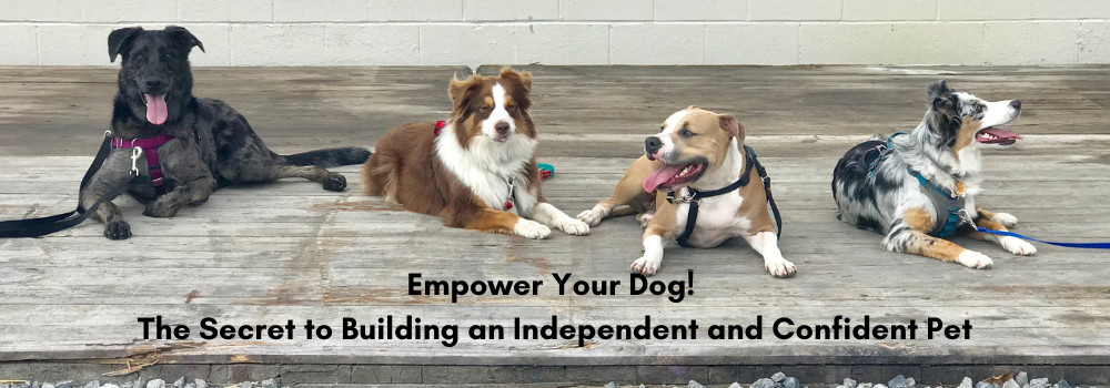 Empower Your Dog: The Secret to Building an Independent and Confident Pet