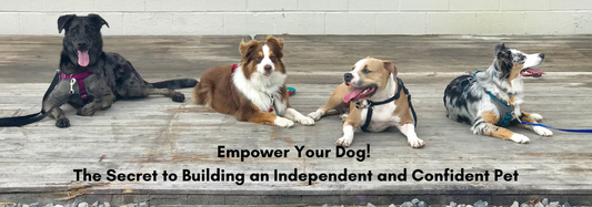 Empower Your Dog: The Secret to Building an Independent and Confident Pet