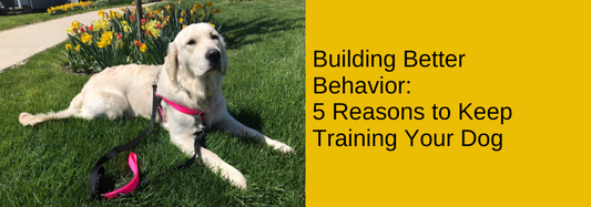 Building Better Behavior: 5 Reasons to Keep Training Your Dog