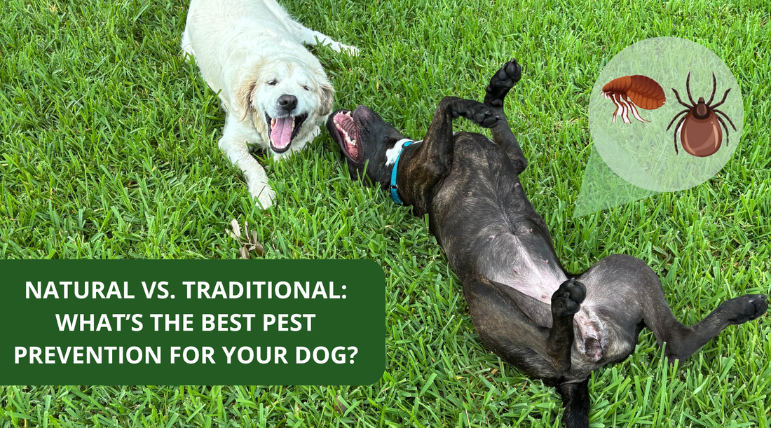 Natural vs. Traditional: What’s the Best Flea, Tick & Mosquito Prevention for Your Dog?