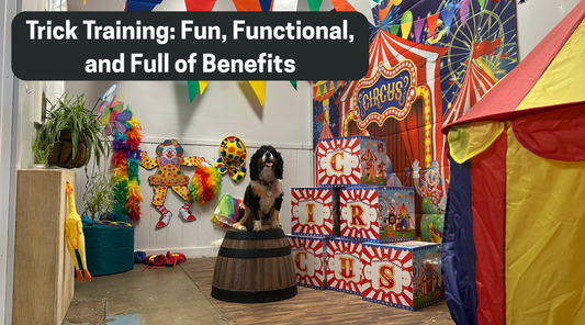 Trick Training: Fun, Functional, and Full of Benefits