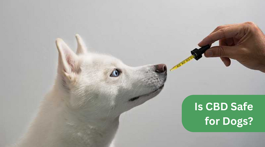 Is CBD Safe for Dogs? Understanding the Benefits and Risks