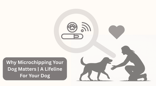 Why Microchipping Your Dog Matters | A Lifeline For Your Dog