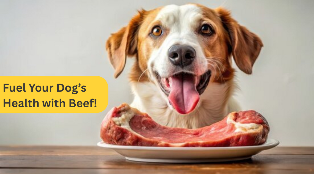 6 Ways Beef Boosts Your Dog's Well-Being