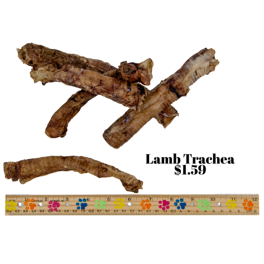 Lamb Trachea