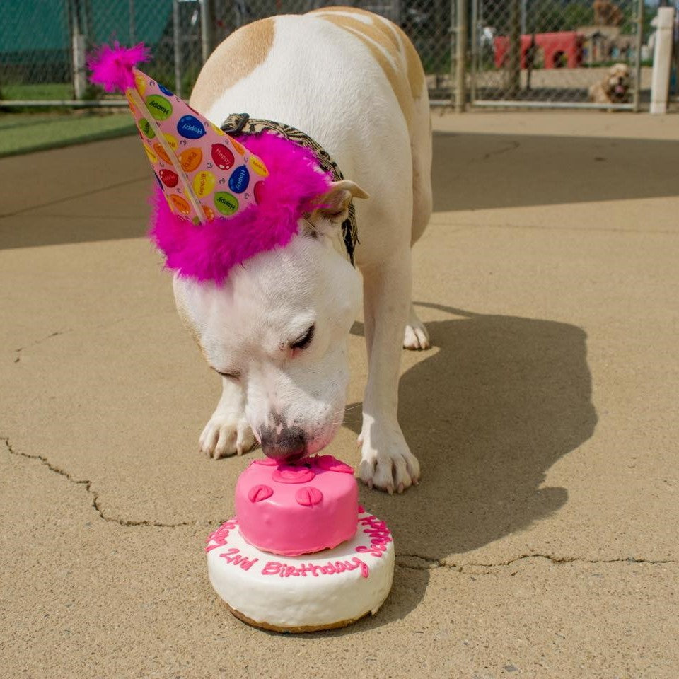 The Bakery – A Place for Paws