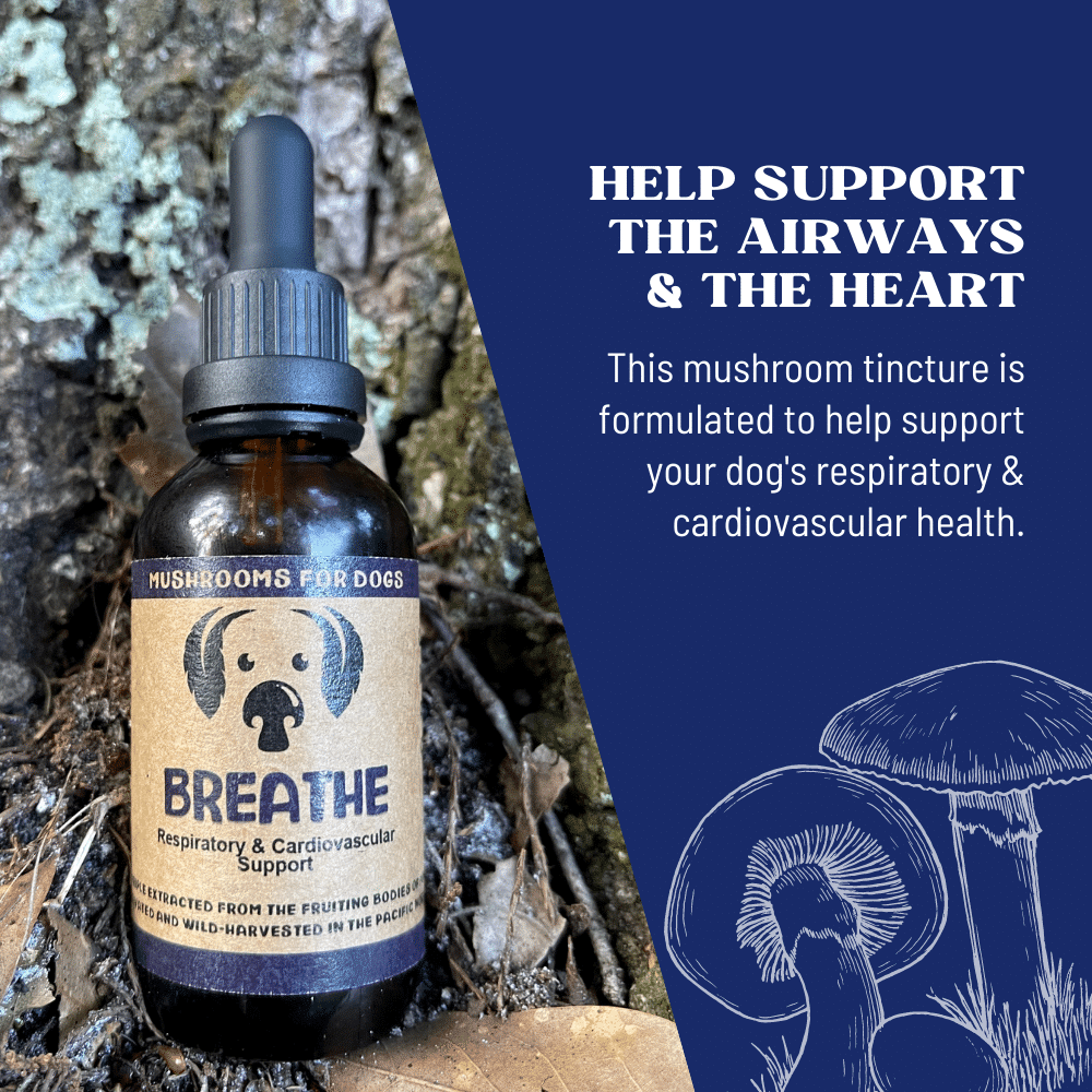 mycodog Breathe