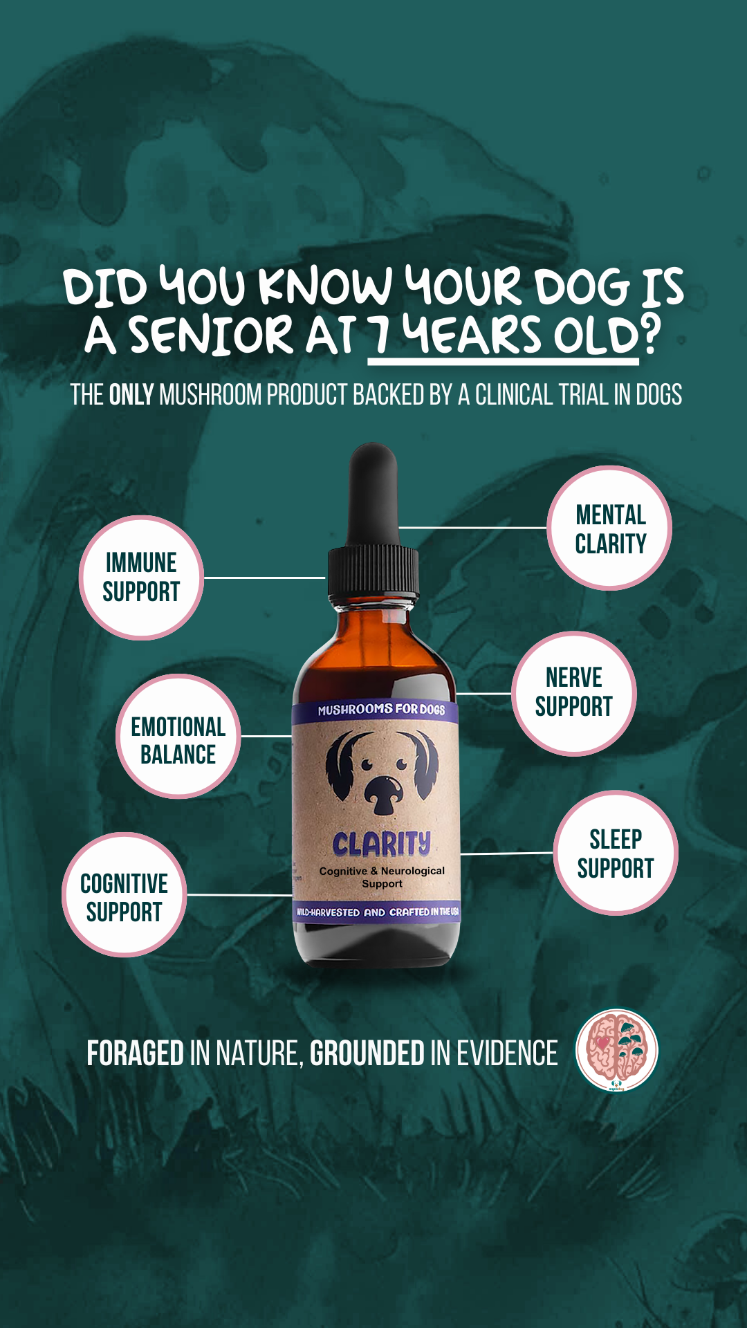 mycodog Clarity