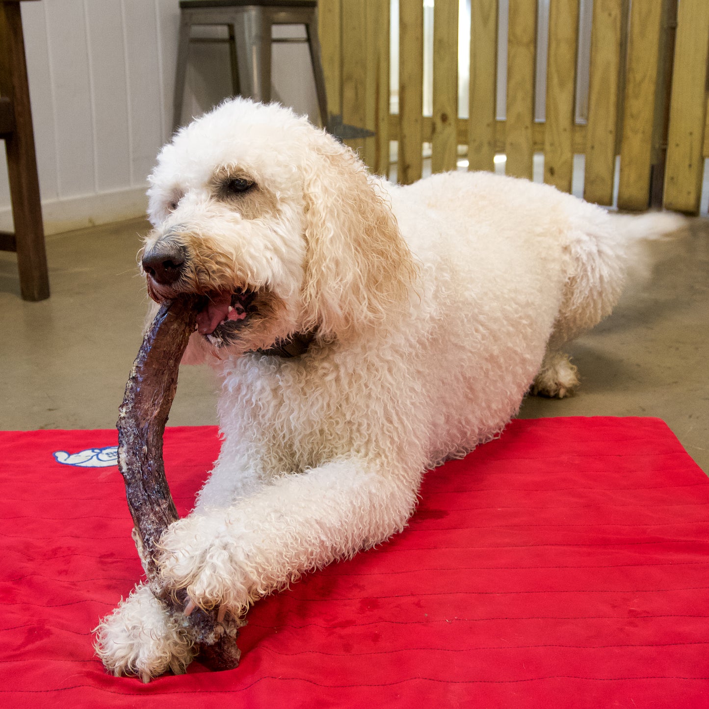 XL Beef Trachea