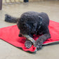 Wolffish Chewy Stick