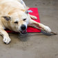 Honey Coated Bully Stick 12"