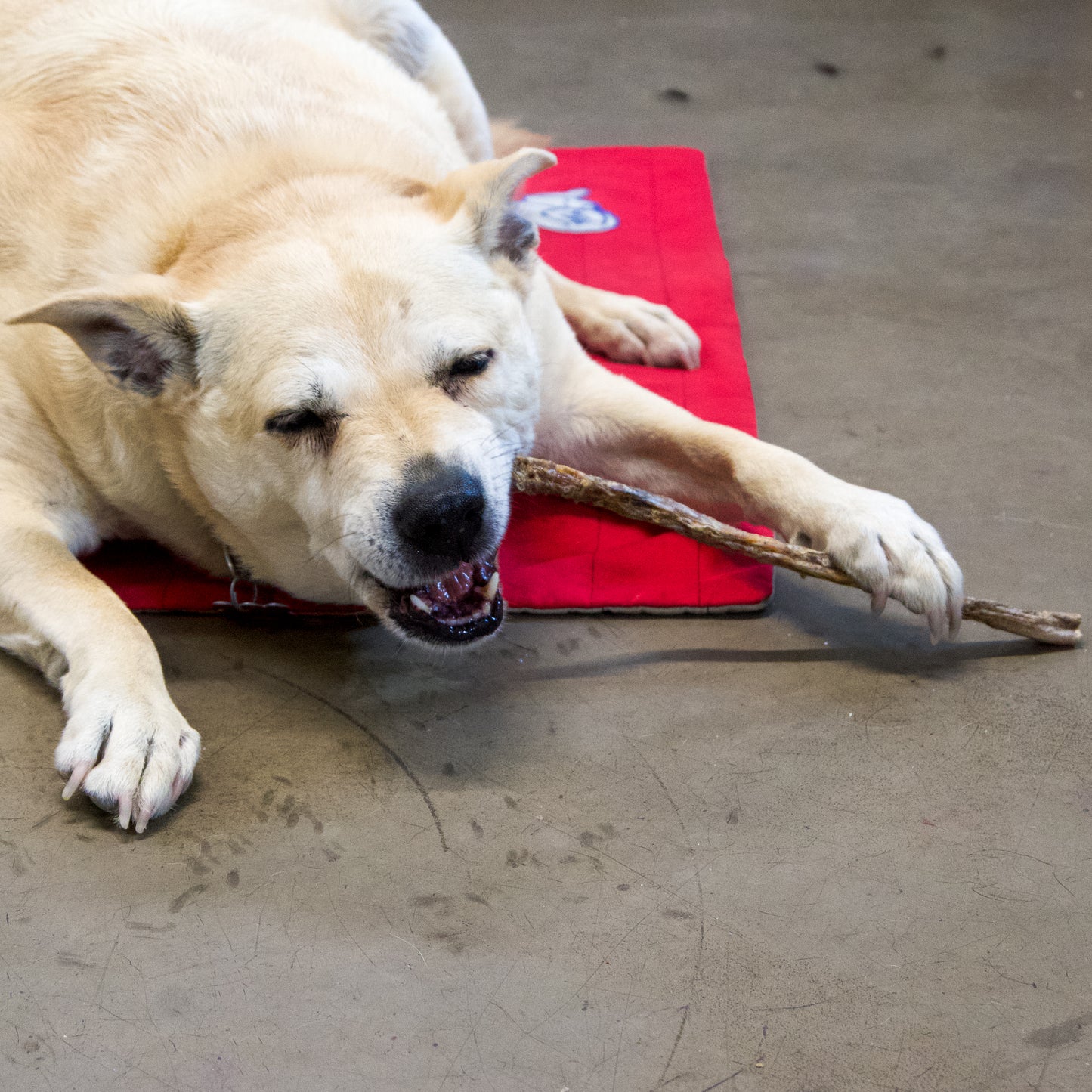 Honey Coated Bully Stick 12"