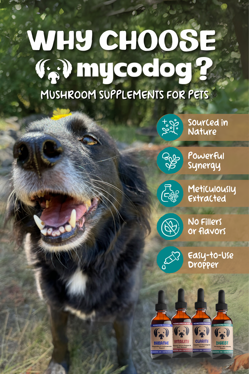 mycodog Vitality