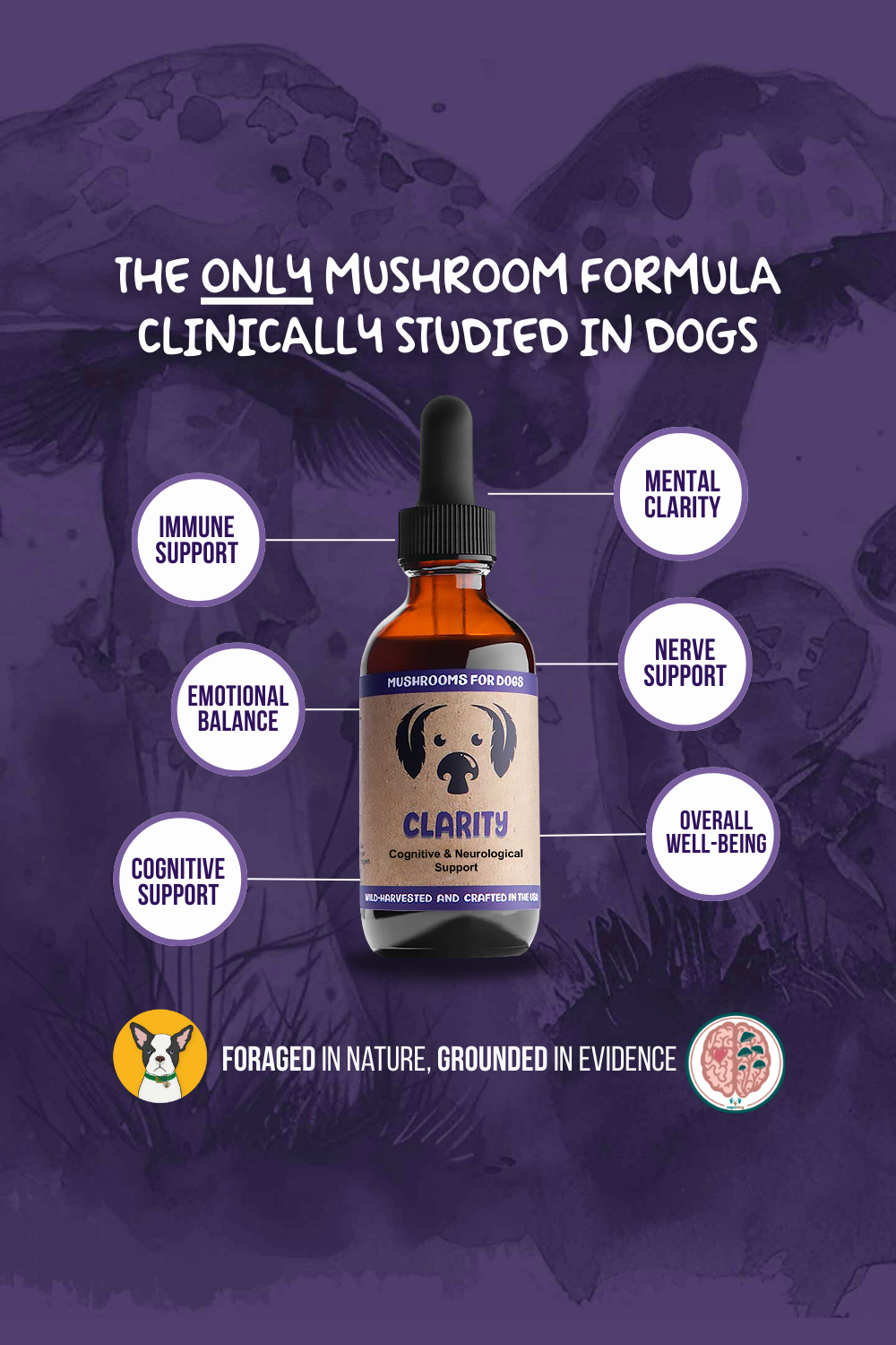 mycodog Clarity