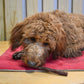 Beef Woof Stick 5"