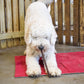 Beef Woof Stick 11"